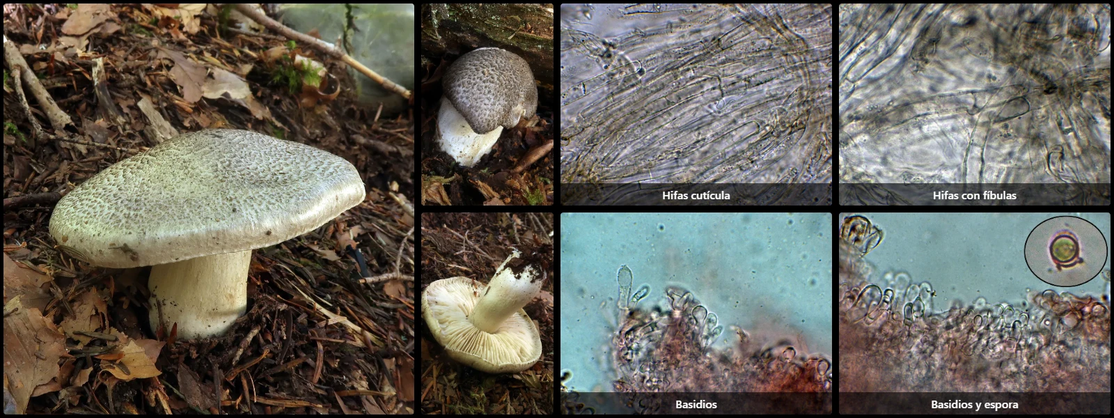 Microscopía de Tricholoma pardinum