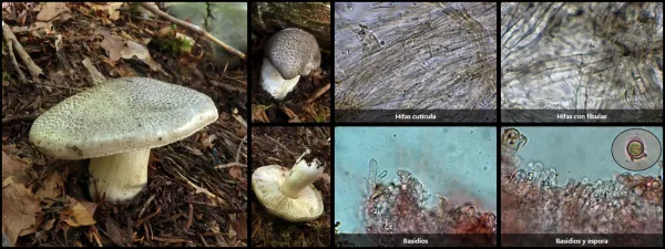 Microscopía de Tricholoma pardinum