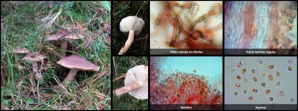 Microscopía de Tricholoma pessundatum