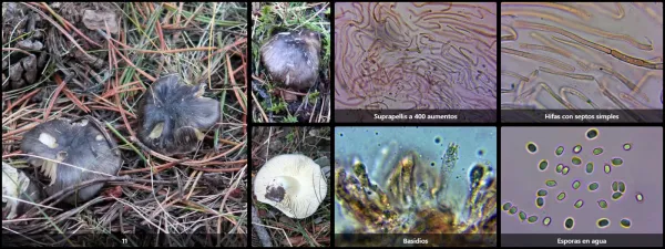 Microscopía de Tricholoma portentosum