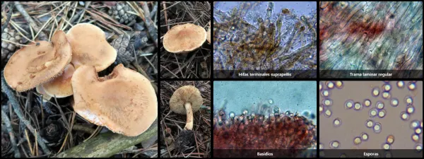 Microscopía de Tricholoma psammopus