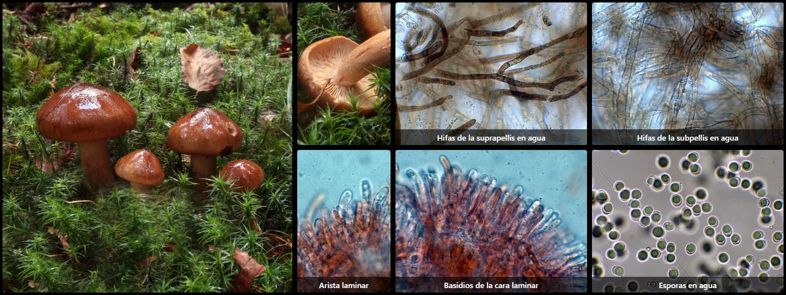 Microscopía de Tricholoma pseudonictitans
