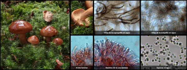 Microscopía de Tricholoma pseudonictitans