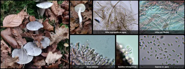 Microscopía de Tricholoma saponaceum