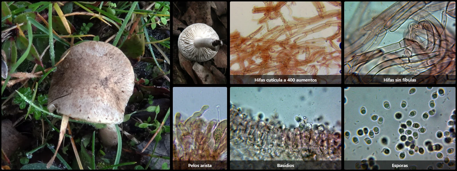 Microscopía de Tricholoma scalpturatum