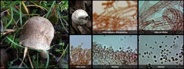 Microscopía de Tricholoma scalpturatum