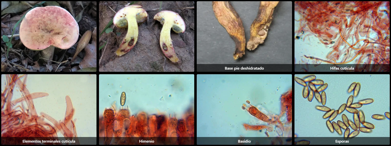 Microscopía de Xerocomellus persicolor