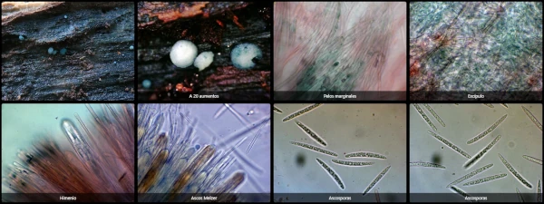 Aeruginoscyphus sericeus