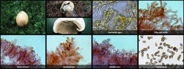 Agaricus crocodilinus