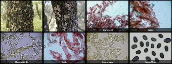 Aleurodiscus disciformis