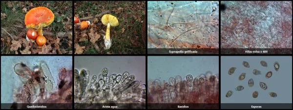 Microscopía de Amanita caesarea