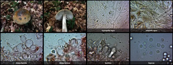 Microscopía de Amanita ceciliae