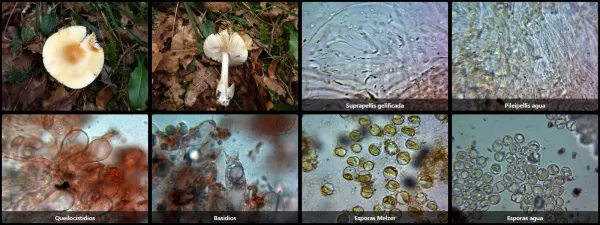 Microscopía de Amanita crocea