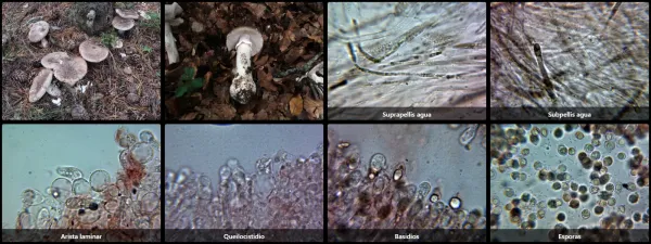 Microscopía de Amanita excelsa