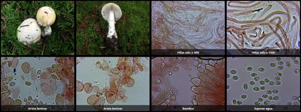 Microscopía de Amanita gemmata