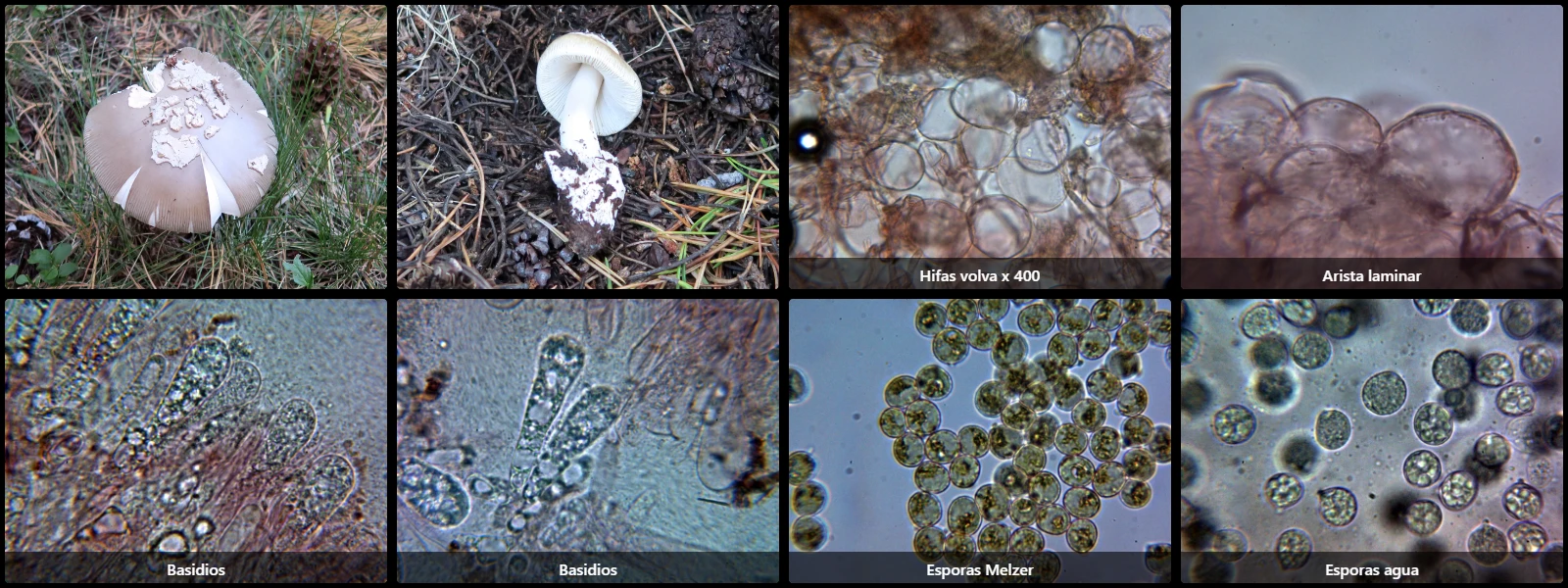 Amanita submembranacea