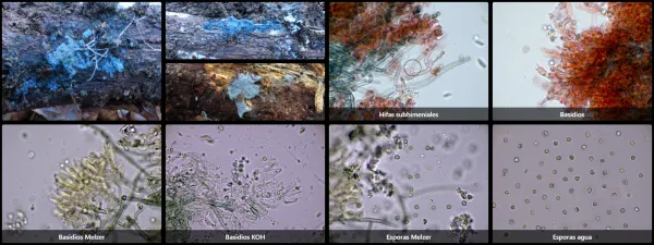 Amaurodon mustialaensis