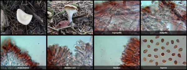 Microscopía de Ampulloclitocybe clavipes