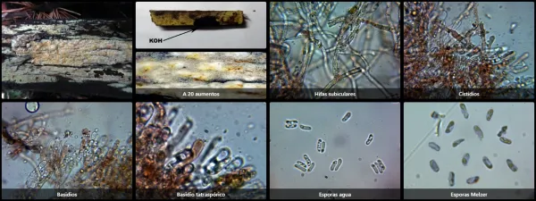 Amylocorticium cebennense