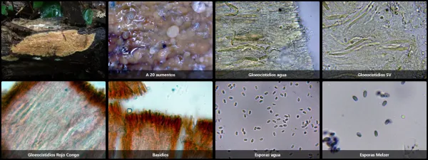 Amylocorticium subincarnatum