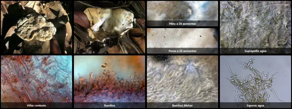 Amylosporus campbellii