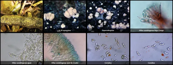 Annellodochium ramulisporum