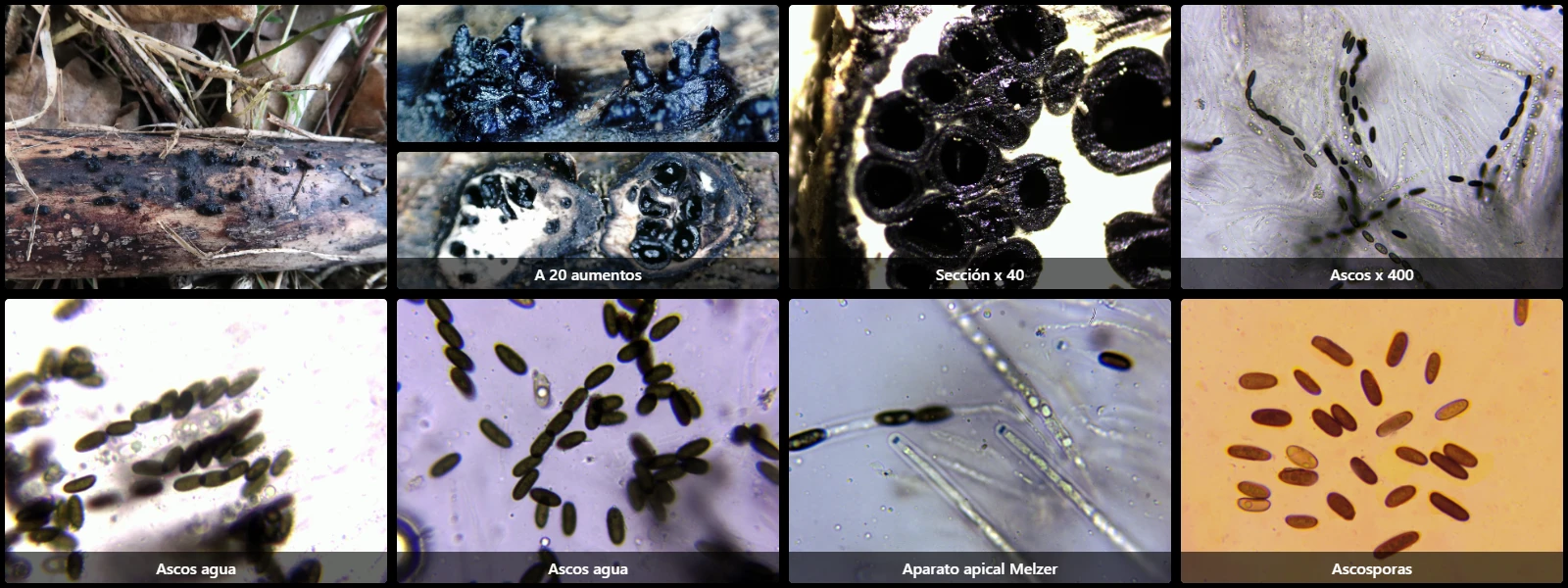 Anthostoma gastrinum