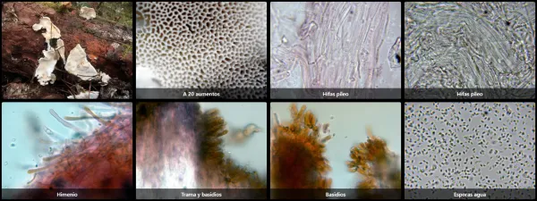 Antrodiella semisupina