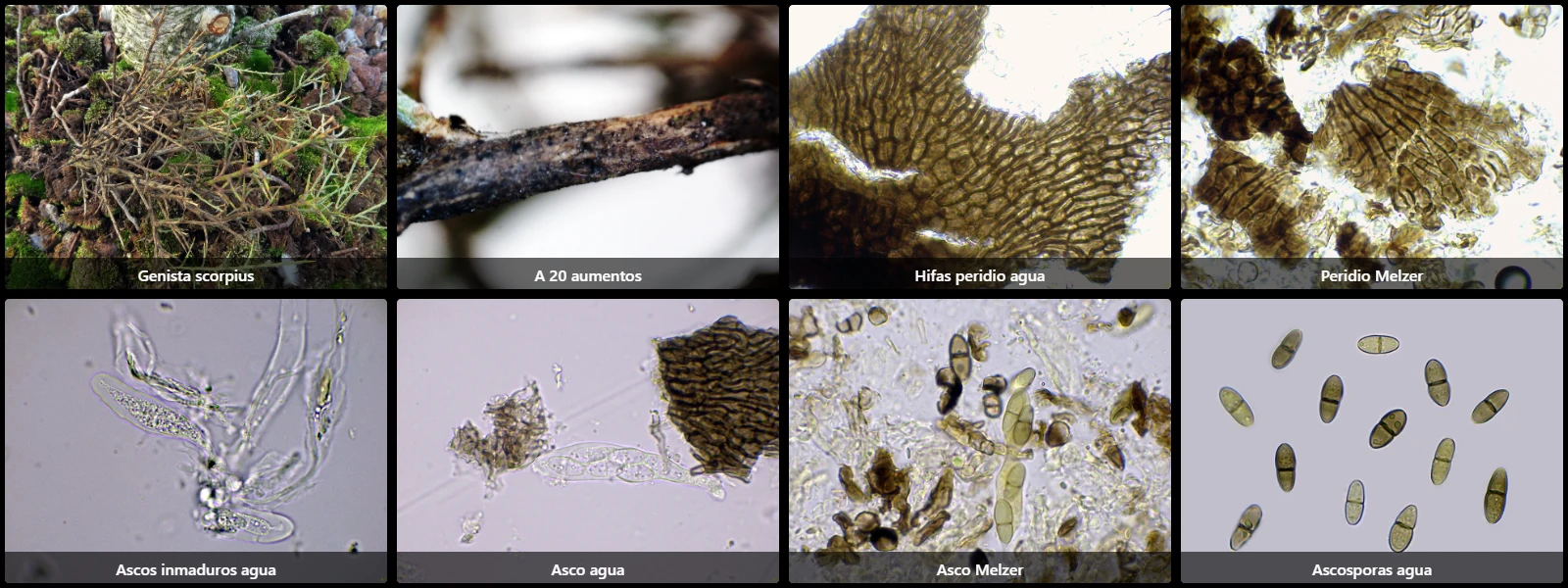 Arnaudiella genistae