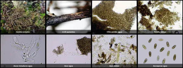 Arnaudiella genistae