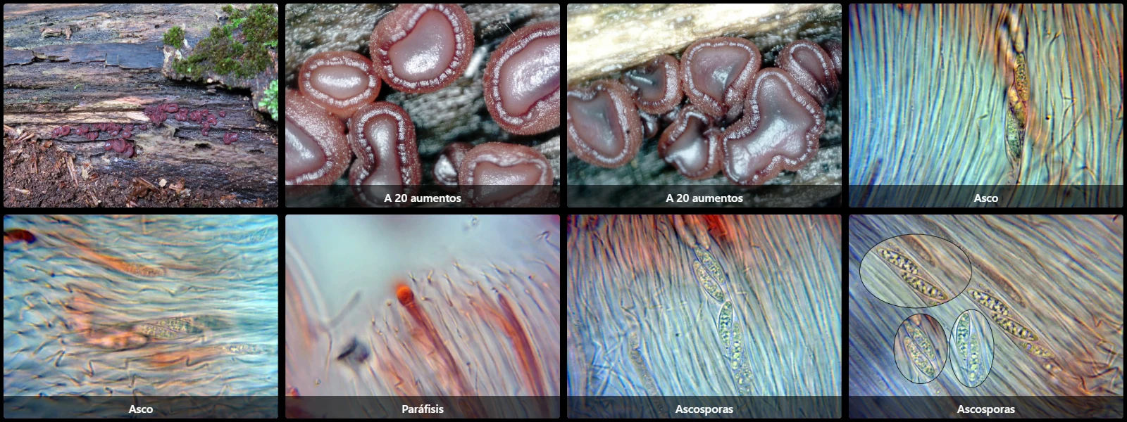 Ascocoryne cylichnium