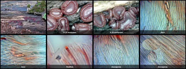 Ascocoryne cylichnium