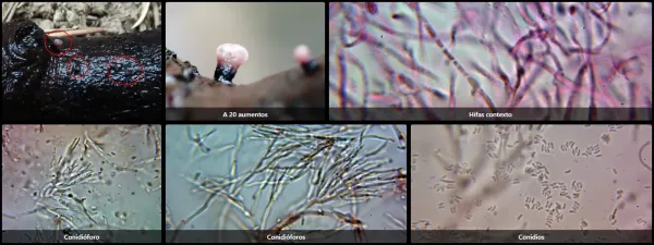 Ascocoryne sarcoides