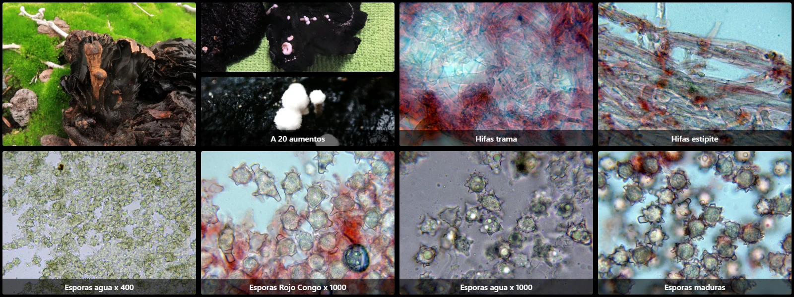 Asterophora lycoperdoides