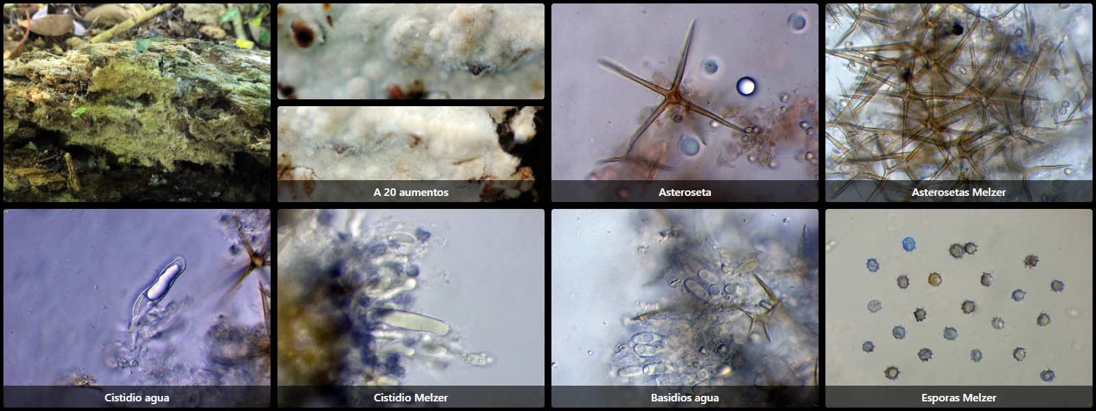 Asterostroma cervicolor