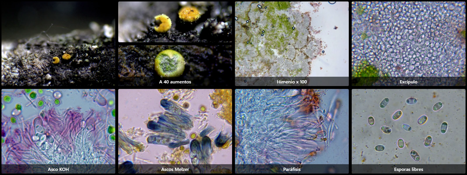 Athallia cerinelloides