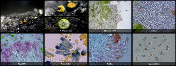 Athallia cerinelloides