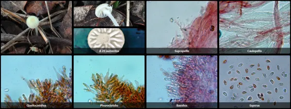 Atheniella delectabilis