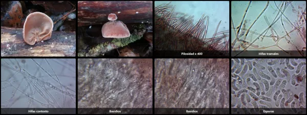 Auricularia auricula-judae