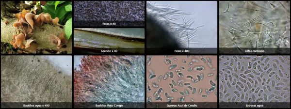 Auricularia camposii