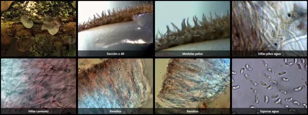 Auricularia nigricans