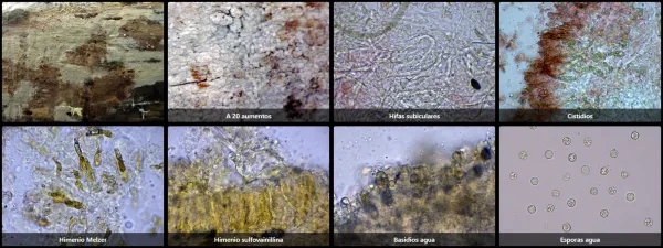 Basidiodendron caesiocinereum