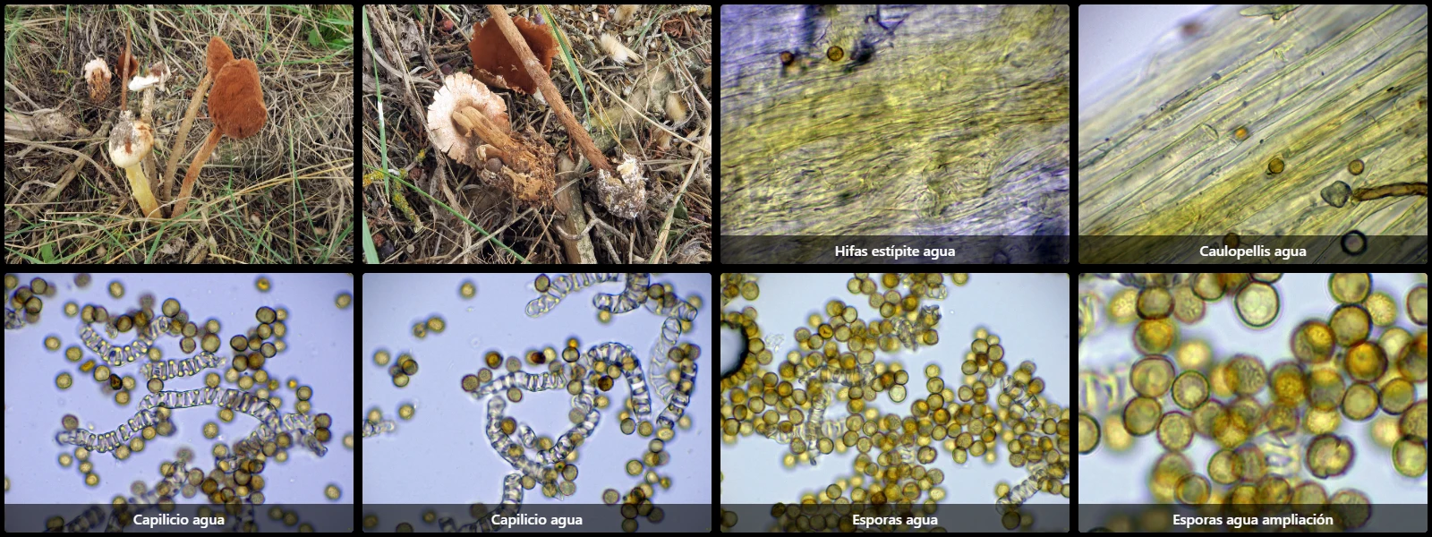 Battarrea phalloides