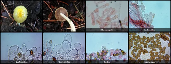 Microscopía de Bolbitius titubans