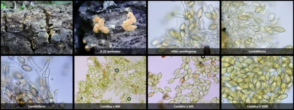 Botryobasidium aureum