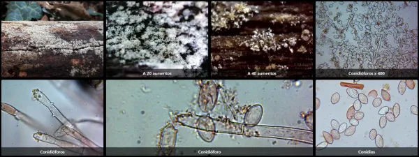 Botryobasidium candicans