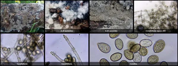 Botryobasidium conspersum