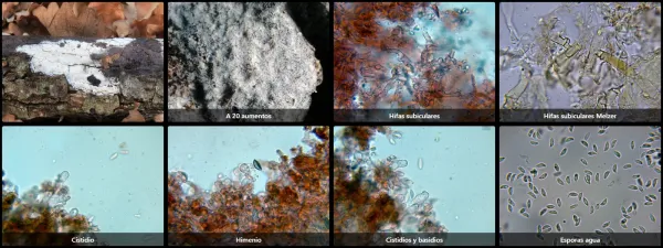 Botryobasidium subcoronatum