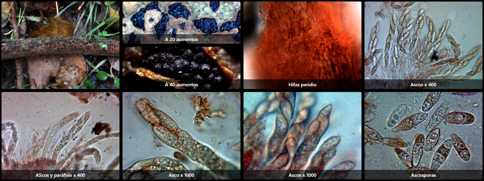 Botryosphaeria dothidea