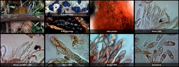 Botryosphaeria dothidea